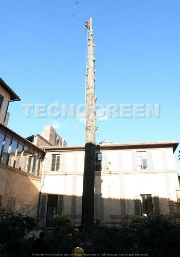 Siena - Potatura alberi alto fusto